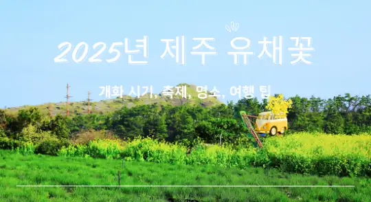 2025년 제주 유채꽃