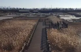 겨울방학 국내 여행지- 갈대 숲 사이 나무로 된 길