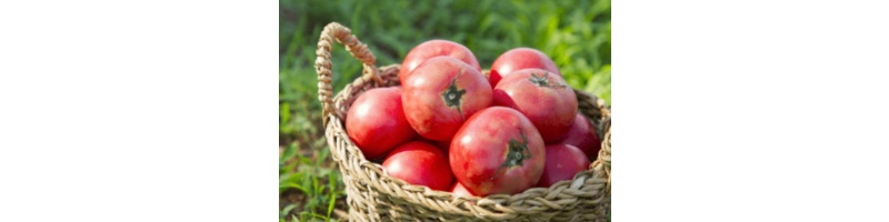 토마토 매일 먹으면 생기는 효능과 부작용