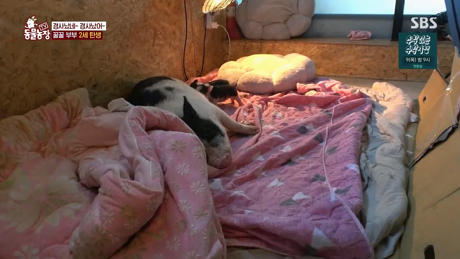TV 동물농장.E1110.230305p.H264-F1RST.mp4_20230305_183151.091.jpg