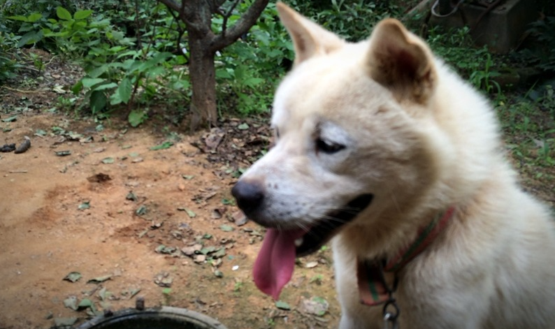  강아지 감기의 증상, 관리법, 좋은 음식