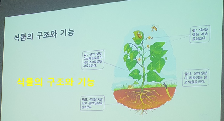 식물의 구조와 기능