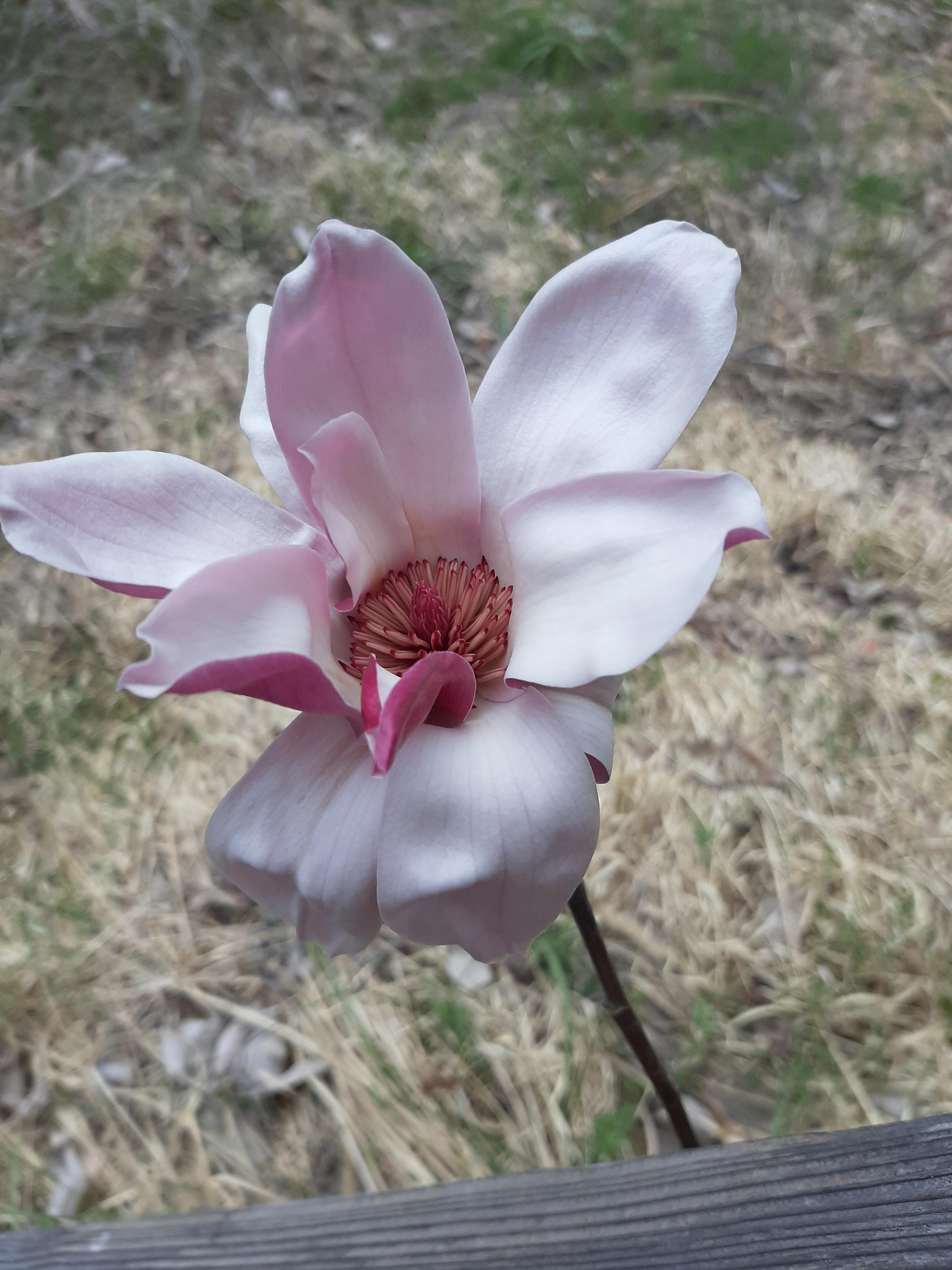 봄꽃 목련과 벚꽃이 한창입니다 / 꽃길만 걸으면 (03/23/22) 15