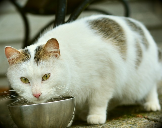  질환별 고양이 처방사료 선택방법에 대해 알아보자!