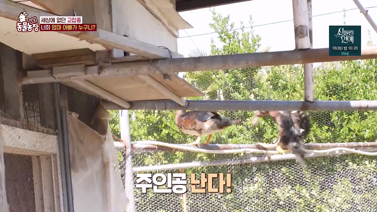 TV 동물농장.E1175.240610p-NEXT.mp4_20240609_160240.233.jpg