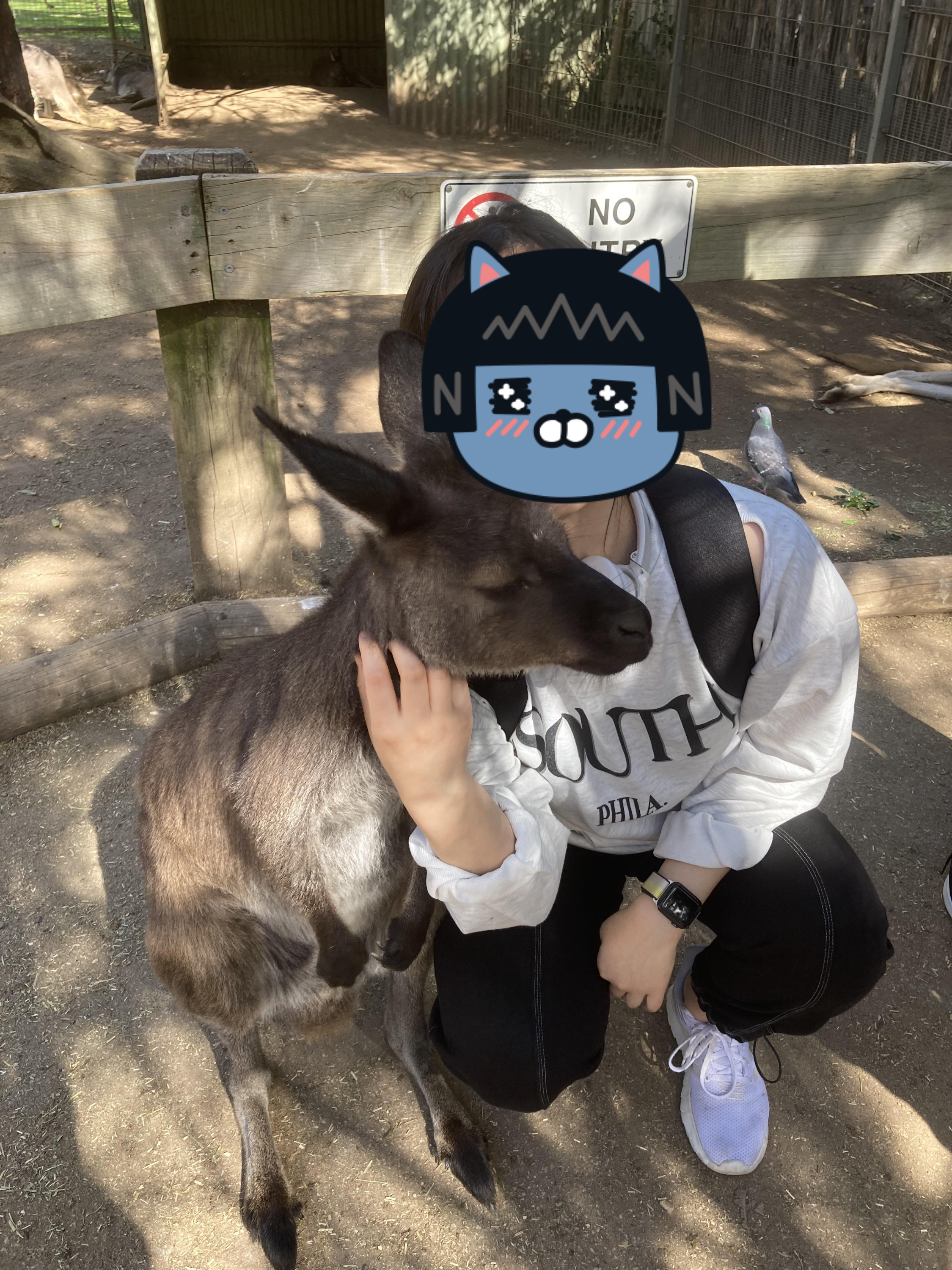 호주 캥거루