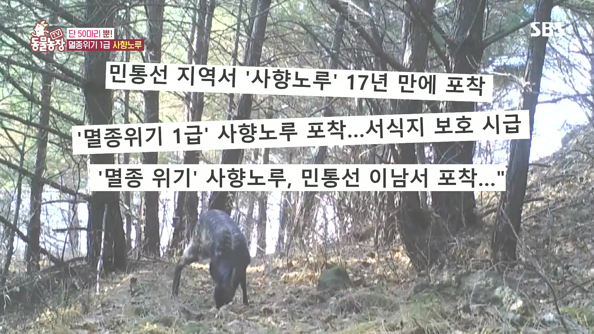 TV 동물농장.E1185.240818p.H264-F1RST.mp4_20240818_161008.565.jpg