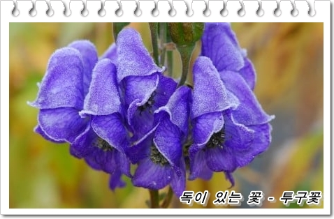 독이 있는 꽃의 종류와 특징과 유독성분