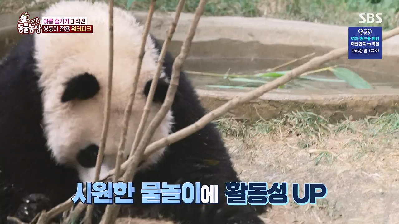 TV 동물농장.E1181.240722p-NEXT.mp4_20240721_165550.439.jpg