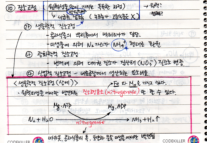  [수목생리학] 질소고정
