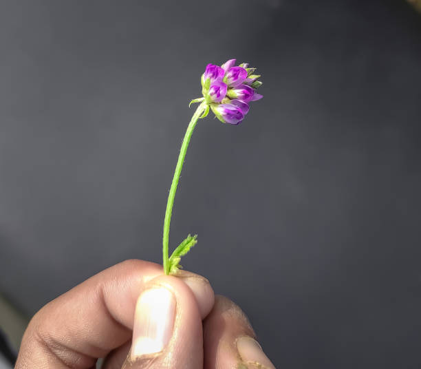 바쿠치올 효능