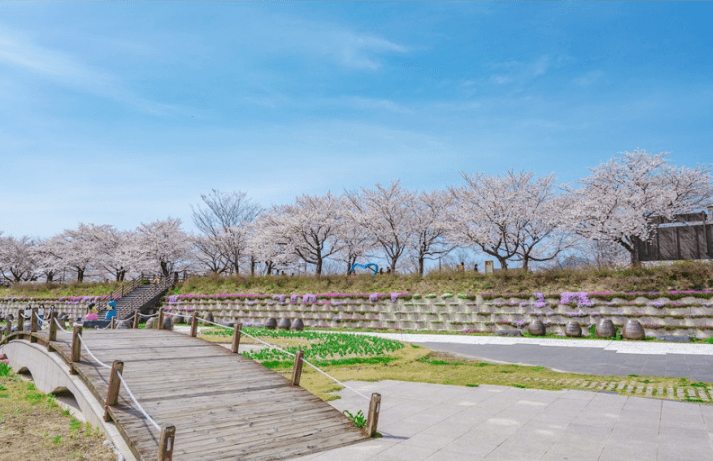 남원 요천변 벚꽃길
