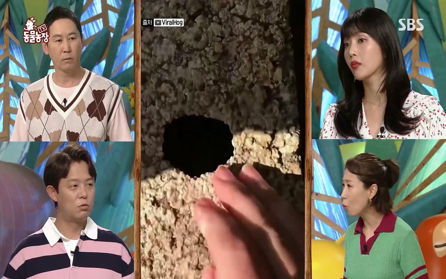 TV 동물농장.E1084.220828p.H264-F1RST.mp4_20220828_154034.072.jpg