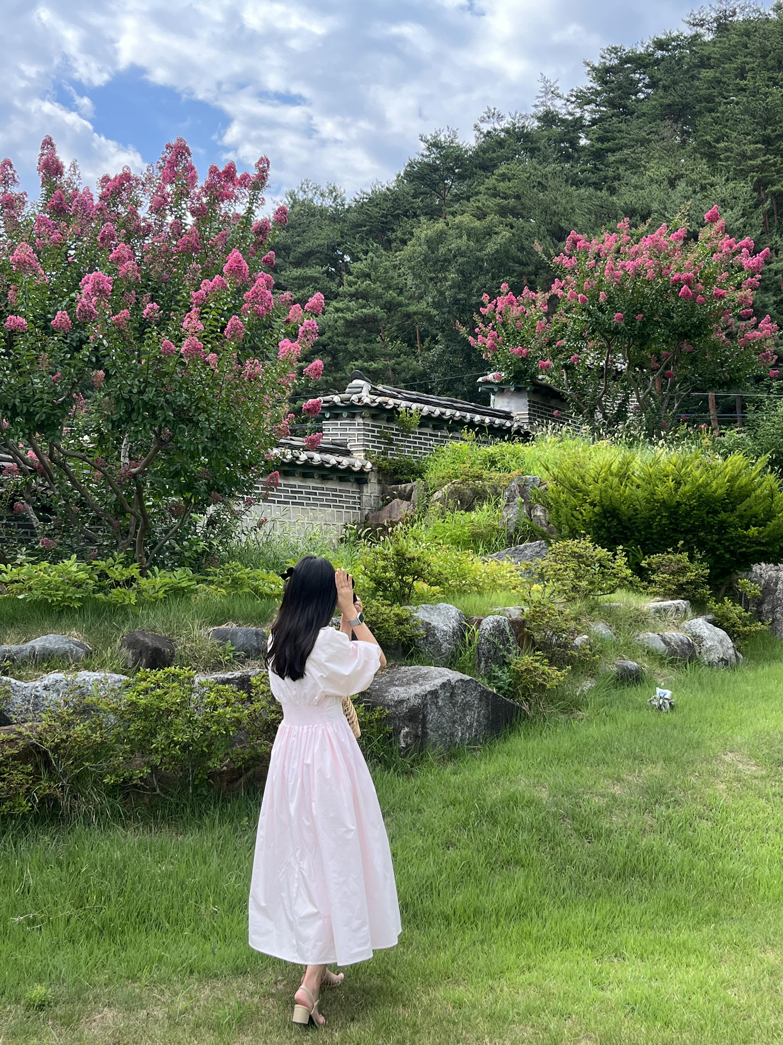 배롱나무 풍경