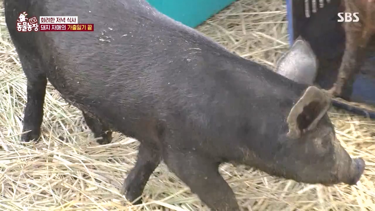 TV 동물농장.E1144.231106p-NEXT.mp4_20231105_175953.737.jpg