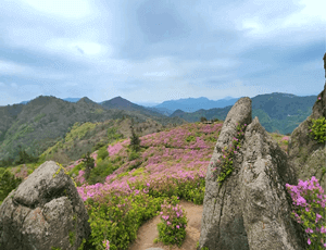 보성-가볼만한곳-철쭉-명소-초암산