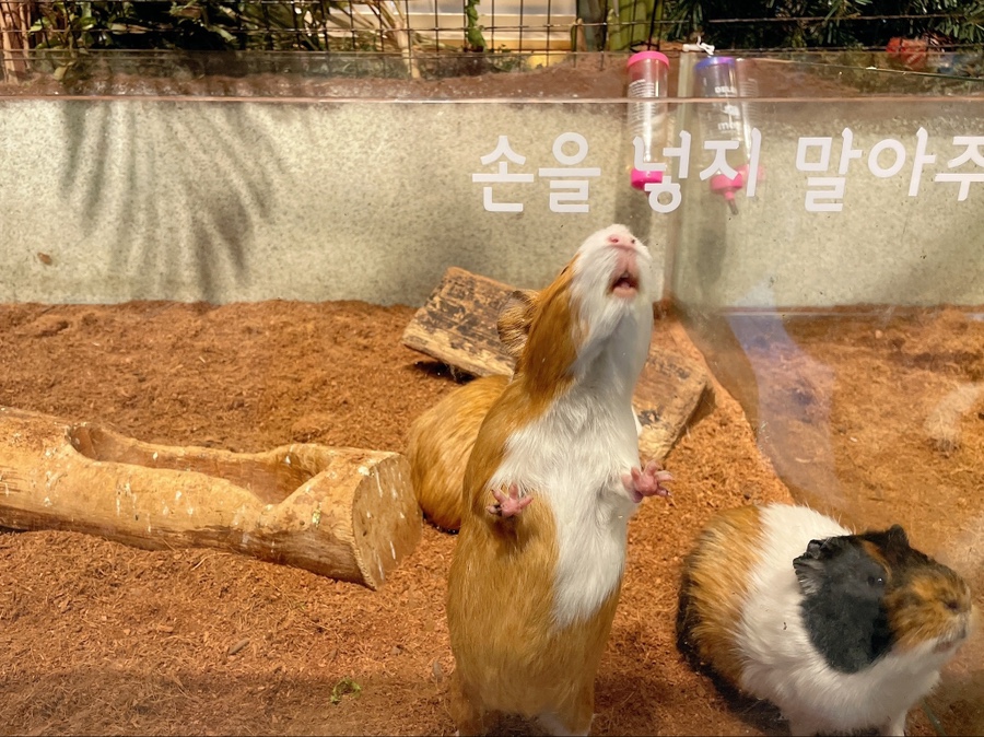 기니피그 키우기 기니피그 키우기수명과 주의점 (집 12