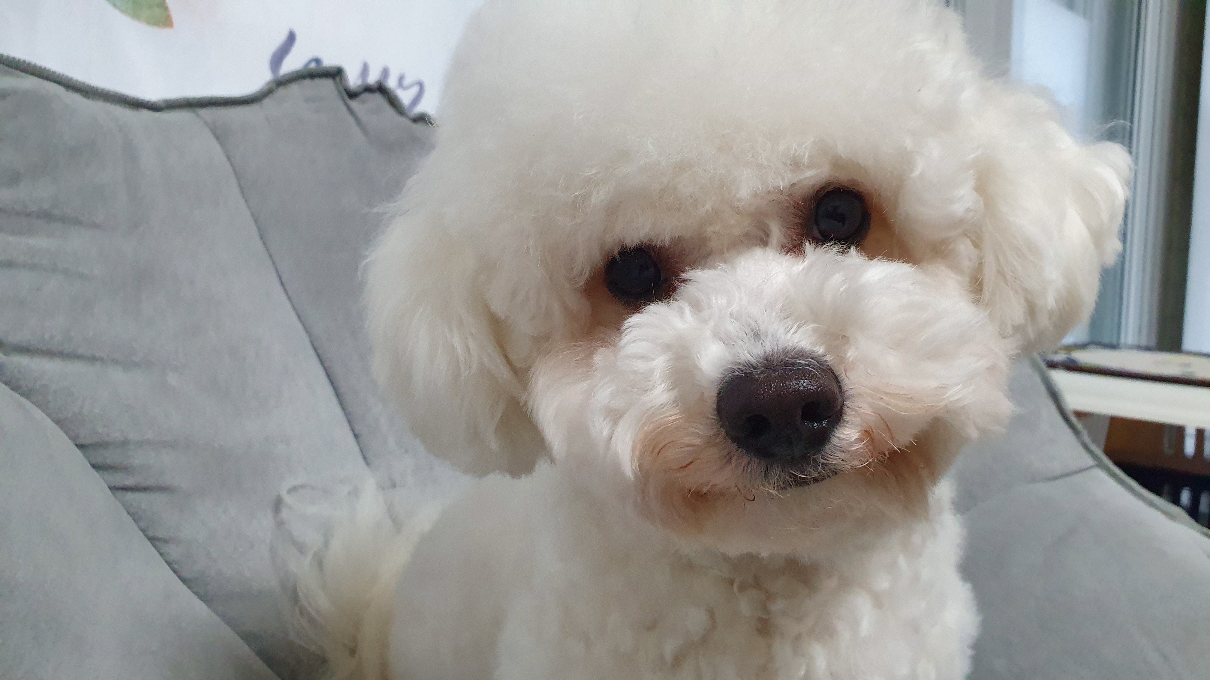  강아지가 사료를 안먹을때, 잘 먹게 하는 방법
