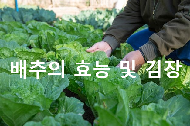  겨울 김장철 - 배추 효능 김장의 유래 알아보기
