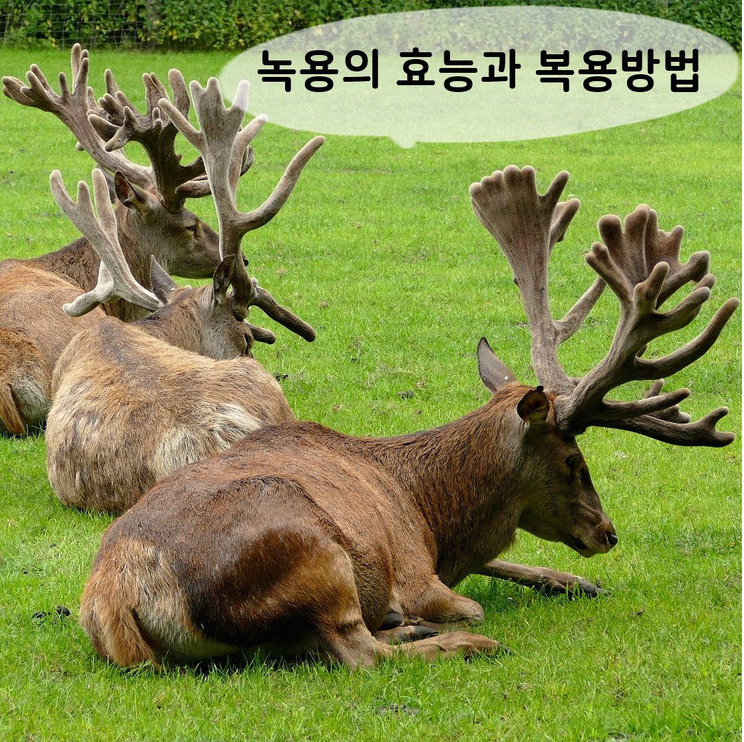  녹용의 효능, 복용방법과 주의사항입니다.
