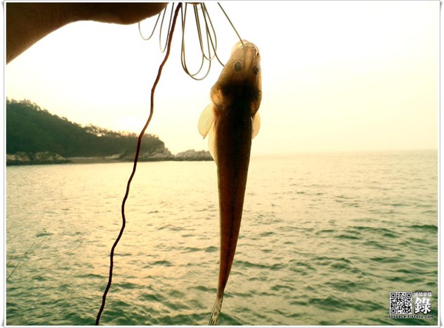 서해 군산 바다낚시 야미도 돌돔,참돔,보구치,학공치 포인트 그늘막 텐트 캠핑 서해 군산 바다낚시 야미도 돌돔,참돔,보구치,학공치 포인트 그늘막 텐트 캠핑