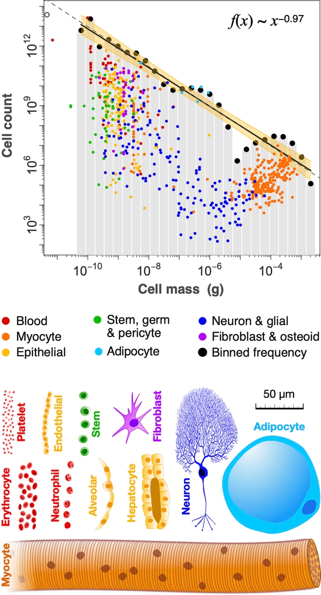 인체 세포는 크기와 개수가 반비래한다. 크기가 큰 근육세포(myocyte&#44; 주황색)은 작은 적혈구(erythrocyte&#44; 붉은색)보다 훨씬 수가 적다