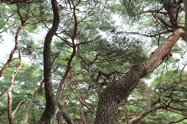 조선왕조 계보 태정태세문단세 순서_3