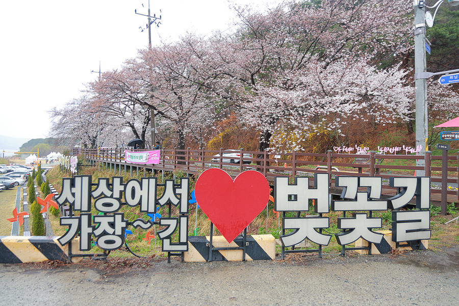 대청호 벚꽃 축제