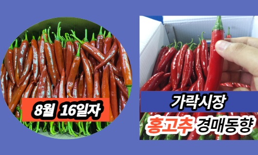  [경매사 일일보고] 8월 16일자 가락시장 홍고추 경매동향을 살펴보겠습니다!