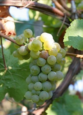리슬링(Riesling)