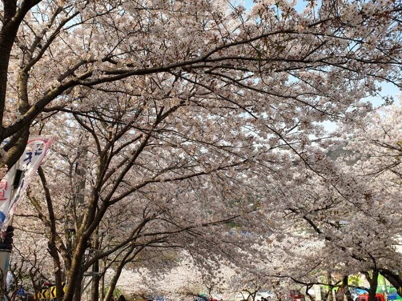 벚꽃축제 /부산 벚꽃 드라이브 코스 /숨은 벚꽃명소