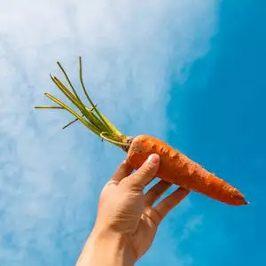 당근-carrot