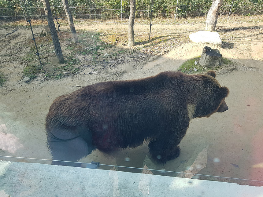 전주 동물원 흑곰