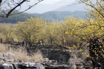 구례 산수유축제 기간 산수유마을 개화시기_23