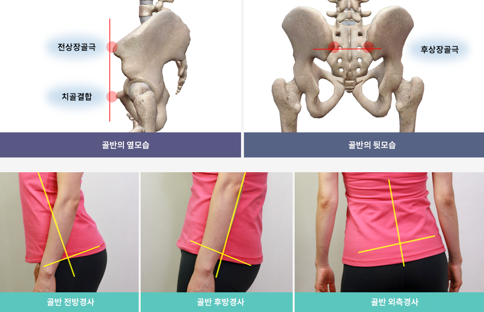 골반의 기능