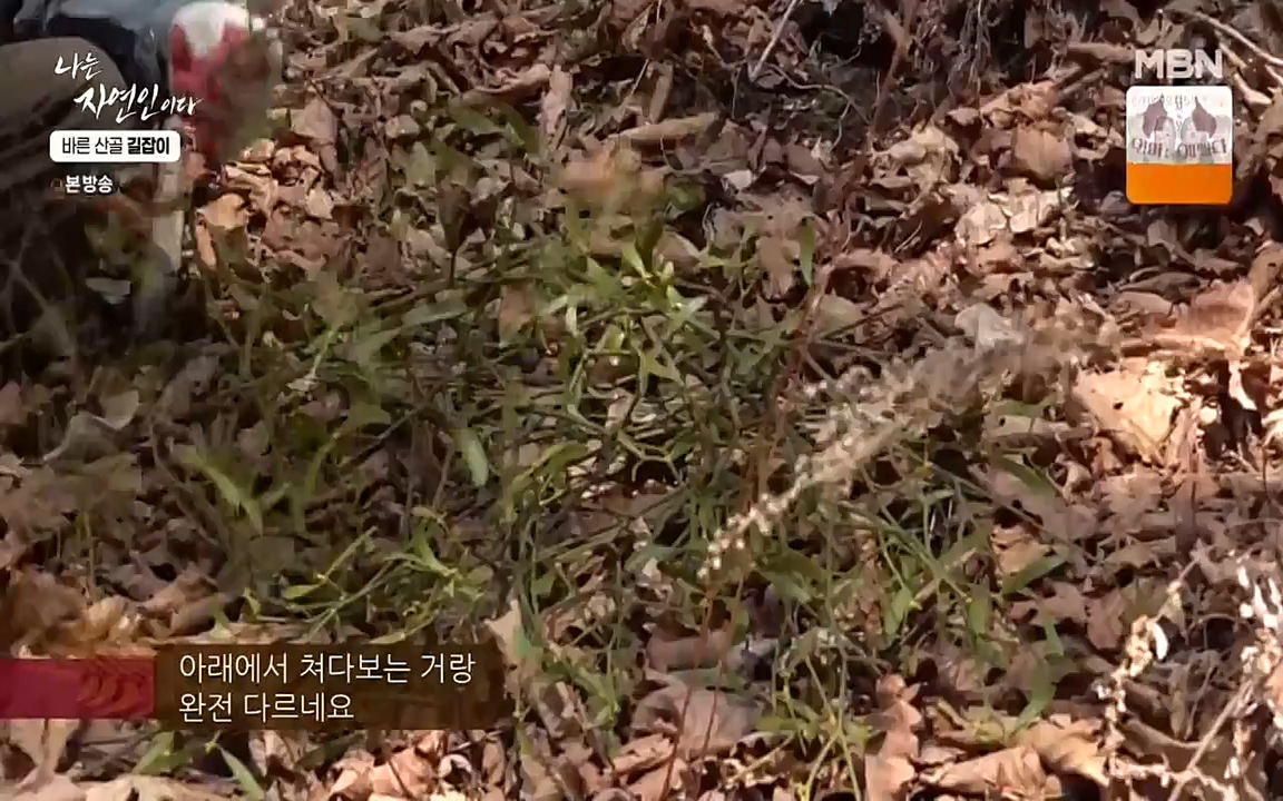 나는 자연인이다.E499.220428p-NEXT.mp4_20220428_180000.673.jpg