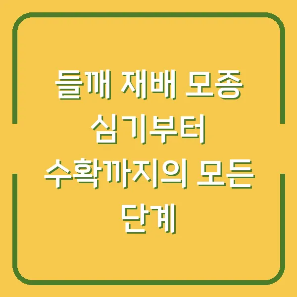 들깨 재배 모종 심기부터 수확까지의 모든 단계