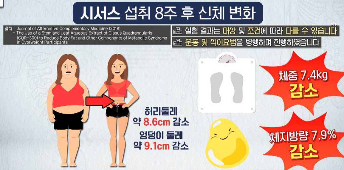 시서스 효능