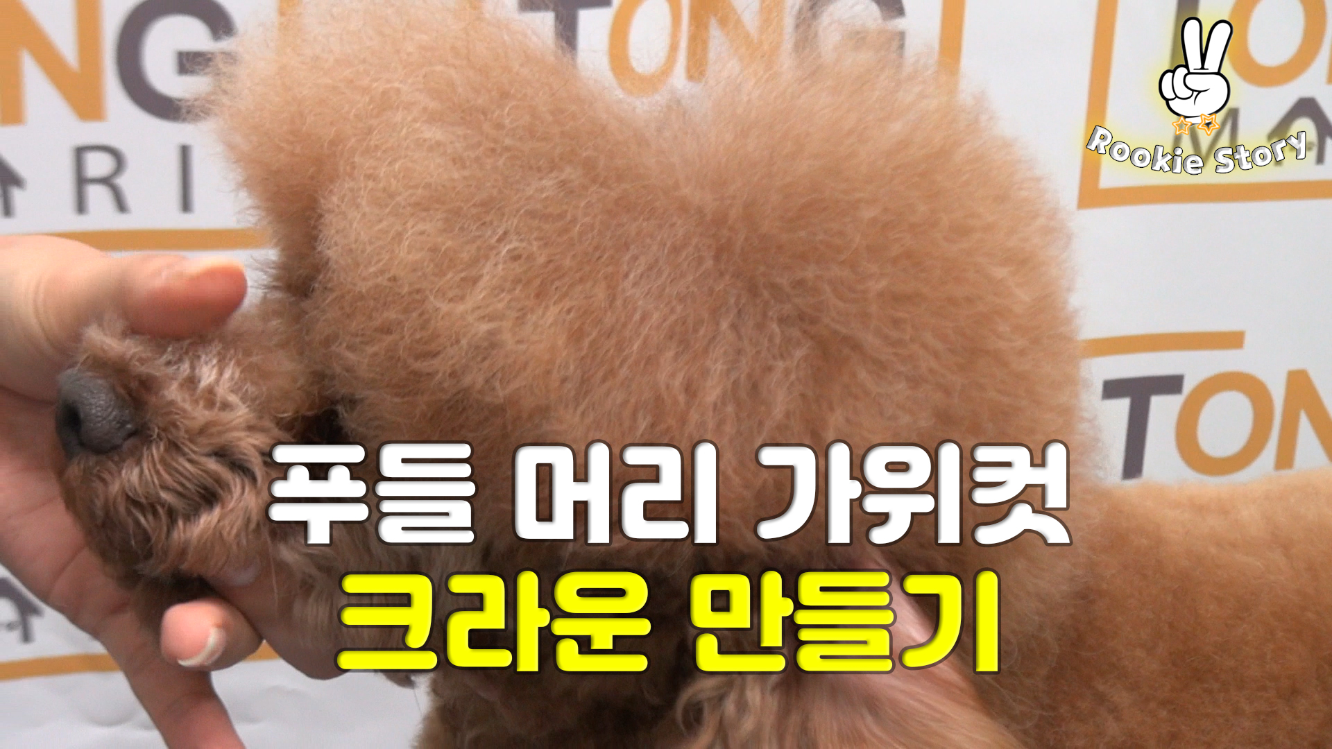  애견 셀프 미용 강아지 푸들 머리 크라운 털 가위컷하는 방법