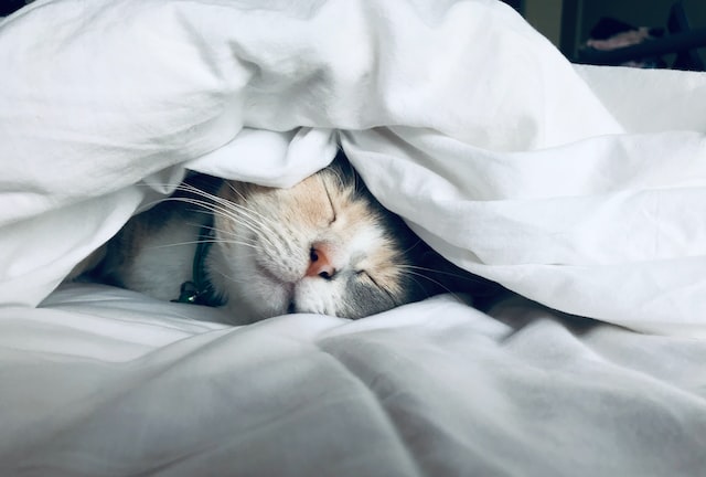 고양이가 침대에 이불을 덮고 있는 사진