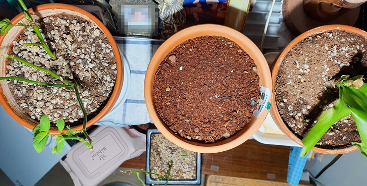 씨앗 LED 식물등 아래 두기