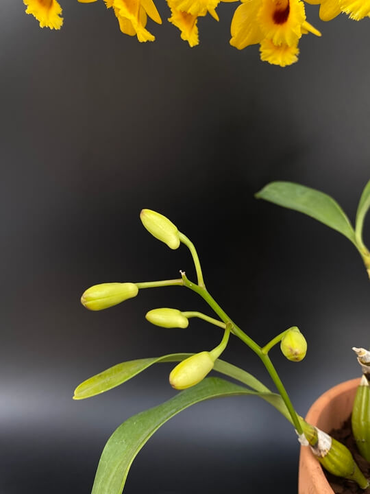 Dendrobium chrysotoxum var. suavissimum