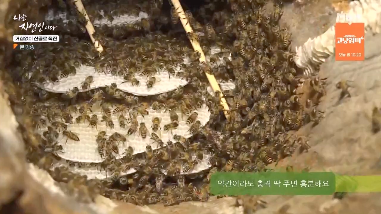 나는 자연인이다.E564.230727p-NEXT.mp4_20230727_211933.612.jpg