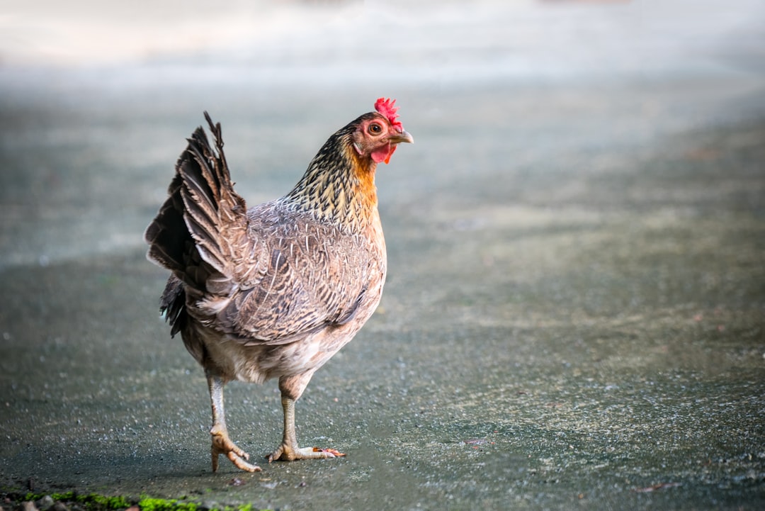 Chicken