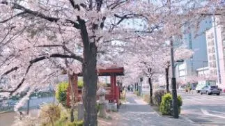 불광천-청꽃길-3