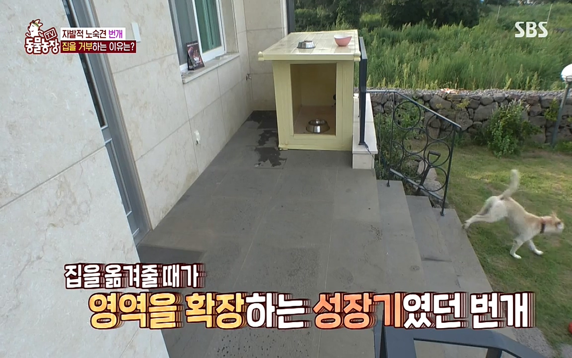 TV 동물농장.E1087.220919p-NEXT.mp4_20220918_180228.116.jpg