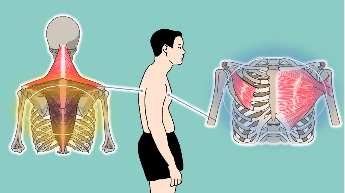 라운드숄더 교정, 승모근 통증 없애는 운동, 턱관절과의 연관성까지