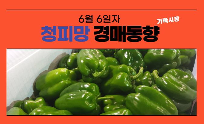  [경매사 일일보고] 6월 6일자 가락시장 청피망 경매동향을 살펴보겠습니다!