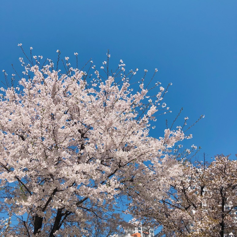 계피물 효능 김동현 시나몬물 계피물 체중 감량에 3