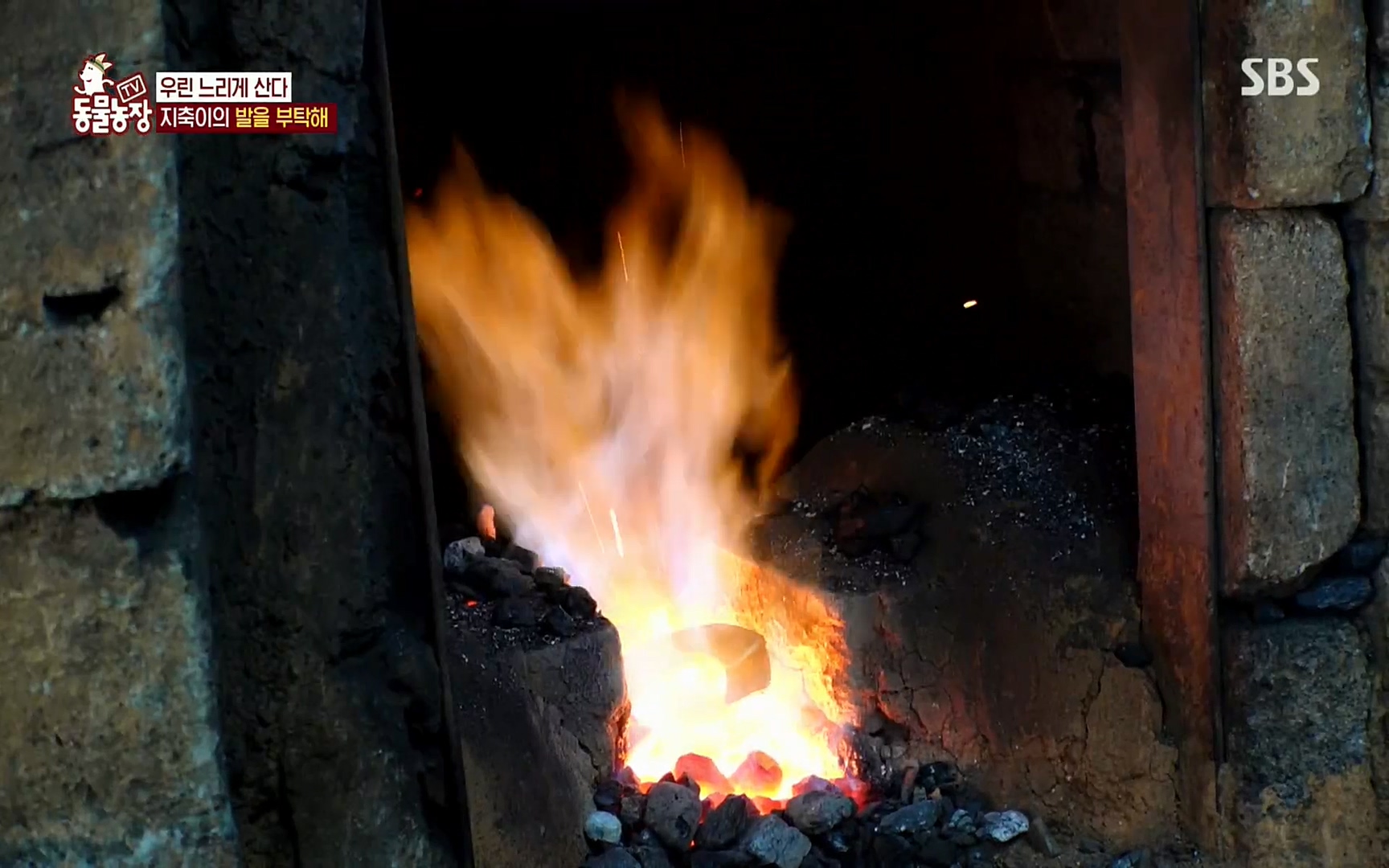 TV 동물농장.E1074.220619p.H264-F1RST.mp4_20220619_181831.264.jpg